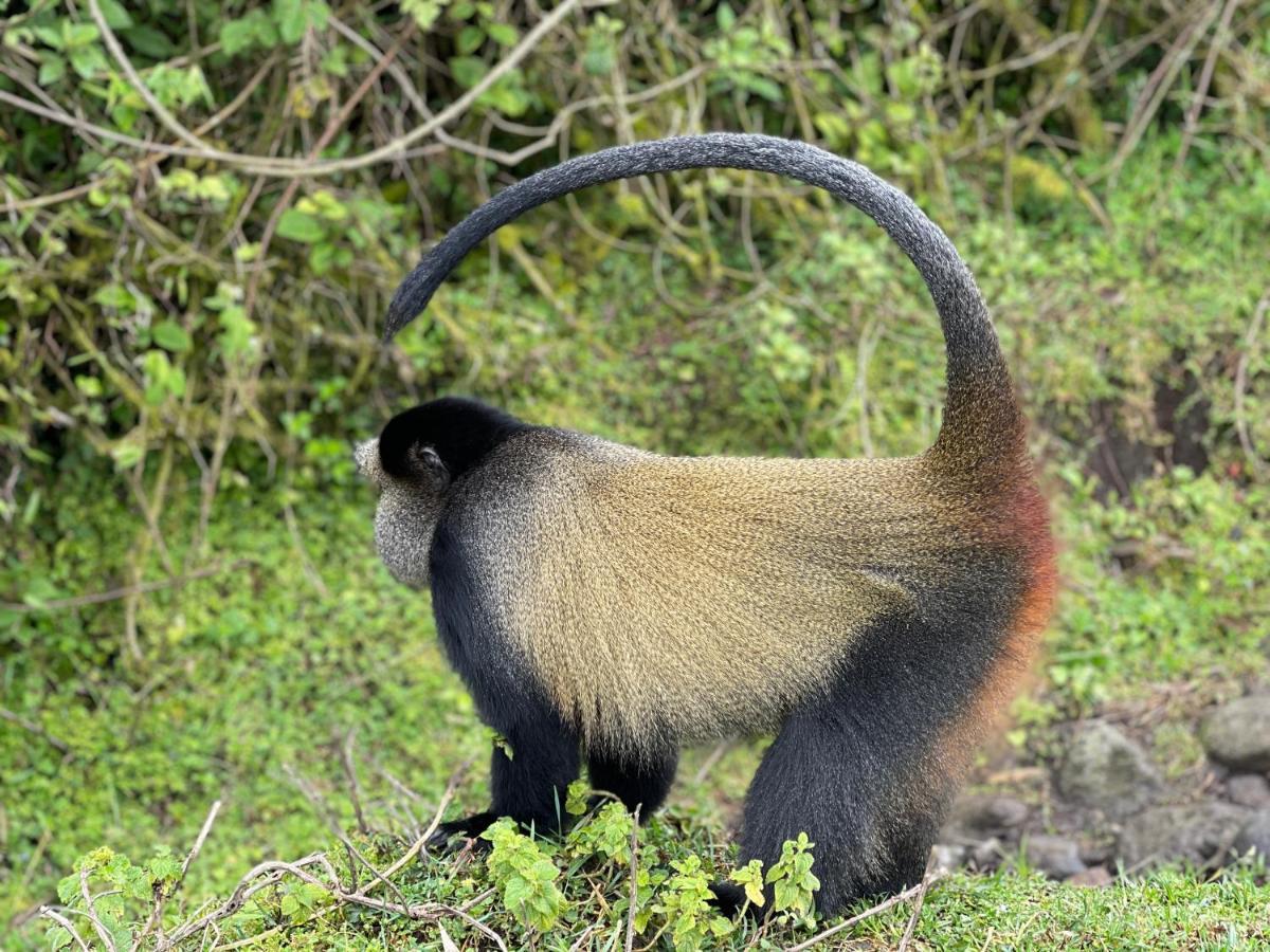 Virunga Homes Ruhengeri Ngoại thất bức ảnh